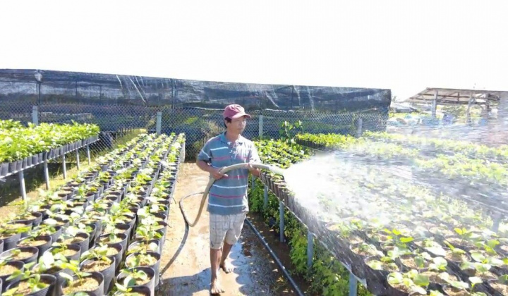 Sa Đéc - Thủ phủ hoa xuân “oằn mình” sau giãn cách