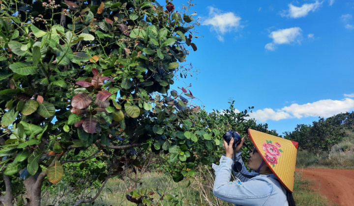 Mùa hoa đào lộn hột ở Tây Nguyên