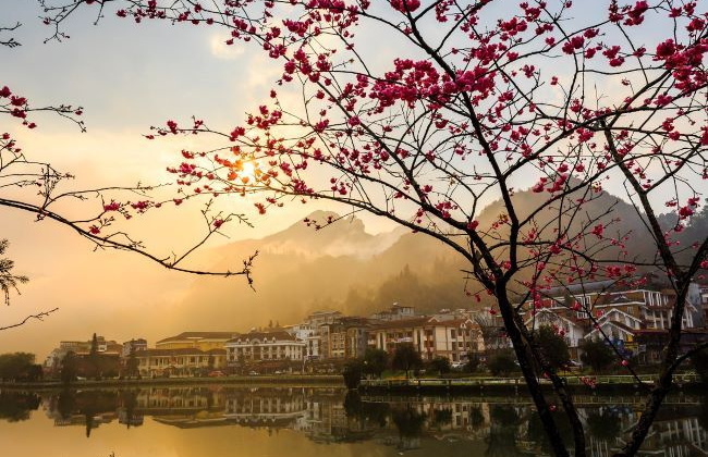 Mùa này, không chỉ anh đào nở rộ, Fansipan còn có thung lũng tình yêu rực rỡ muôn sắc hoa