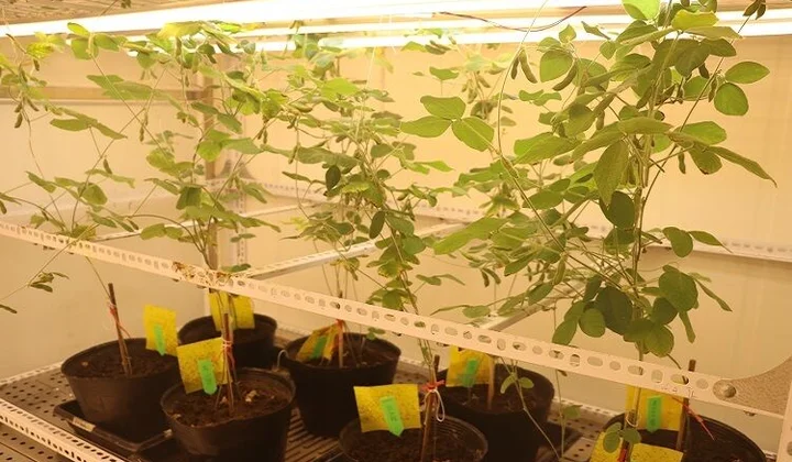 Việt Nam làm chủ công nghệ chỉnh sửa gene trên đậu tương