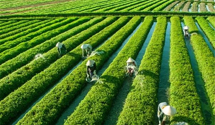 TP.HCM : Phấn đấu đạt 72% Hợp tác xã Nông nghiệp hoạt động có hiệu quả