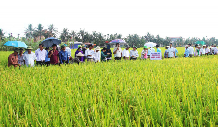 Gia Lai: Chư Prông tổ chức Hội thảo giới thiệu giống lúa mới N25