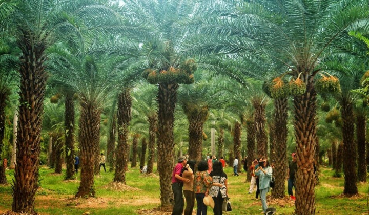 Vườn chà là đẹp như tranh vẽ, rộng 4.000 mét vuông ở miền Tây