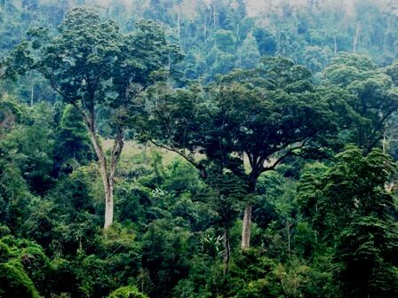 Hà Giang: Tích cực triệt phá các đường dây, mua bán, tàng trữ và vận chuyển trái phép lâm sản