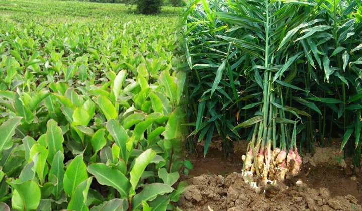 Bắc Kạn: Đầu tư phát triển chuỗi giá trị cây trồng địa phương