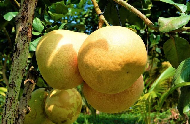 “Bưởi lạ” Tam hồng mùi vị thơm nồng, ăn một lần nhớ mãi