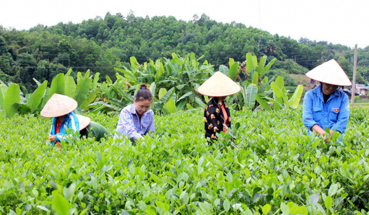 Sở Khoa học - Công nghệ Thái Nguyên: Phát triển thương hiệu đặc sản địa phương