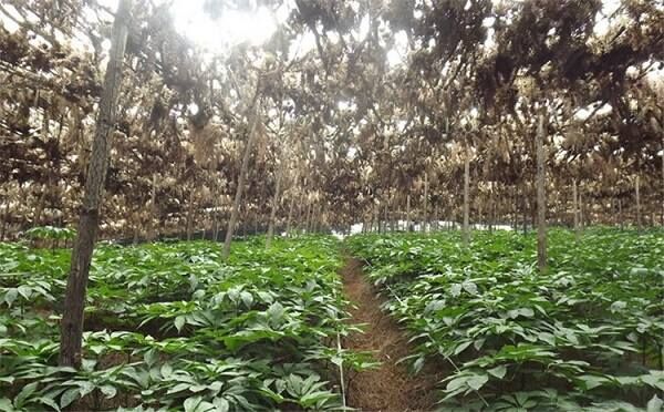 Lào Cai phấn đấu đến năm 2030 cây dược liệu trở thành cây chủ lực trong phát triển nông nghiệp