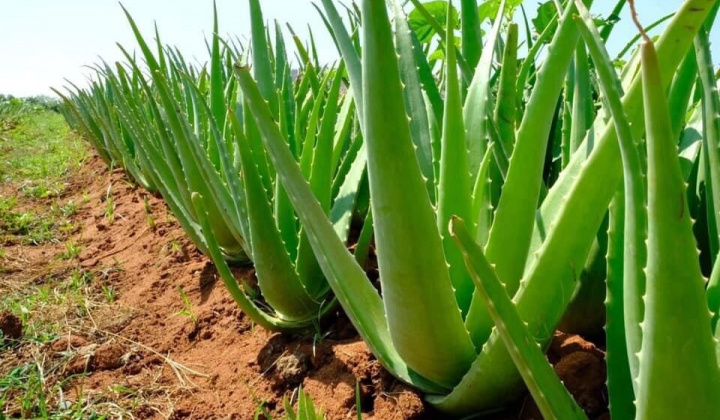 Công ty Nông sản ALADIN: Triển vọng cho sự phát triển