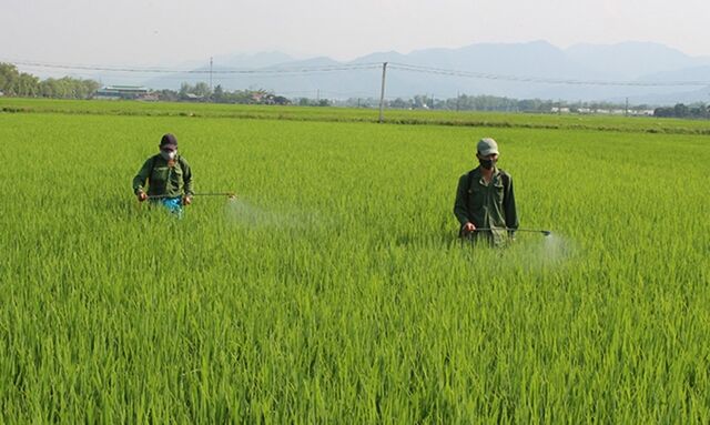 Quảng Ninh: Chủ động phòng chống dịch bệnh cho cây trồng, vật nuôi