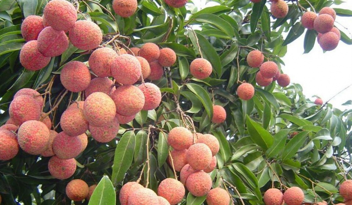 3 kịch bản tiêu thụ vải thiều ở Bắc Giang