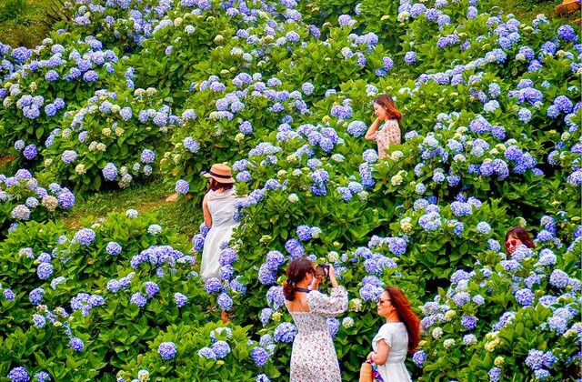 Thảm hoa cẩm tú cầu rực rỡ khoe sắc trên đỉnh Mẫu Sơn