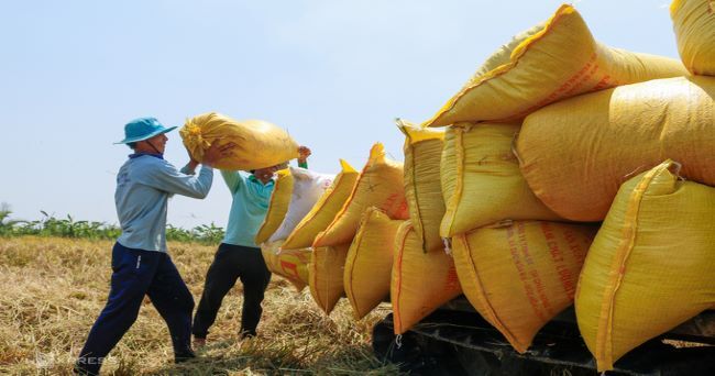Phát huy thế mạnh, 4 tháng đầu năm kim ngạch xuất khẩu gạo đạt trên 1 tỉ USD
