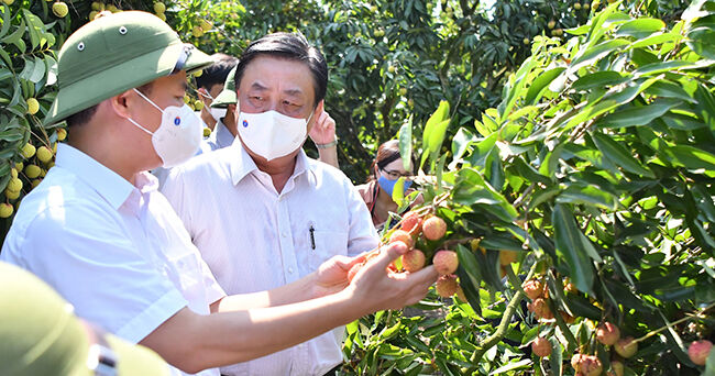 Thúc đẩy tiêu thụ vải thiều qua nhiều kênh phân phối