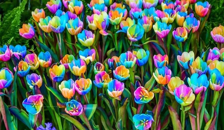 Khám phá những loại hoa Tulip độc lạ