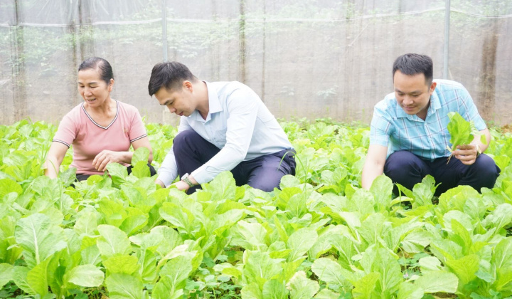 Sở Nông nghiệp - Phát triển nông thôn tỉnh Thái Nguyên: Bàn giải pháp hỗ trợ tiêu thụ sản phẩm rau