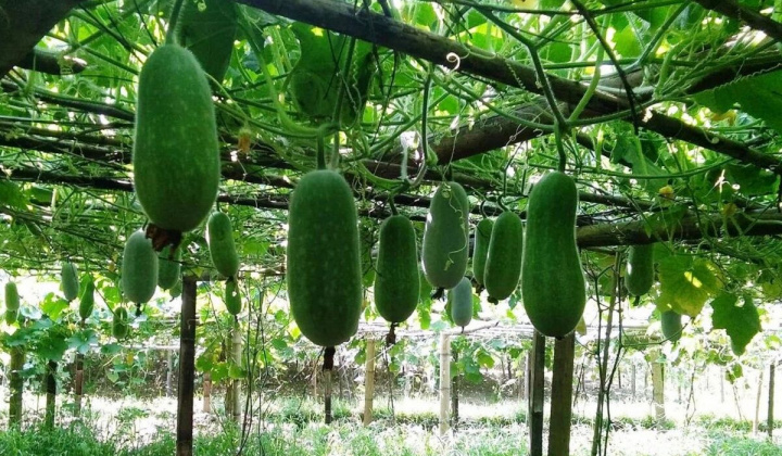 Hỗ trợ tiêu thụ sản phẩm bí xanh thơm Bắc Kạn