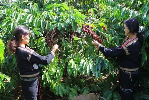 Thí điểm xây dựng 5 vùng nguyên liệu nông sản