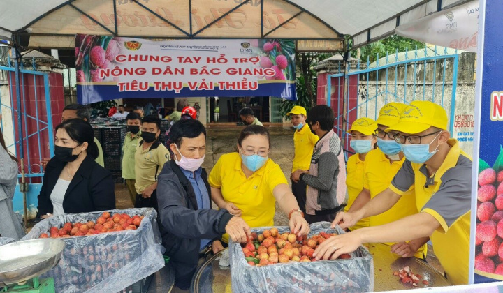 Gia Lai: Chung tay cùng Bắc Giang tiêu thụ vải thiều