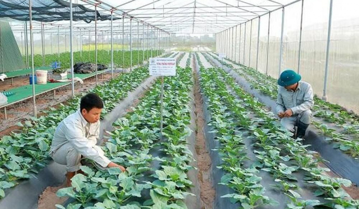 Hà Nội: Nông nghiệp công nghệ cao từng bước lên ngôi