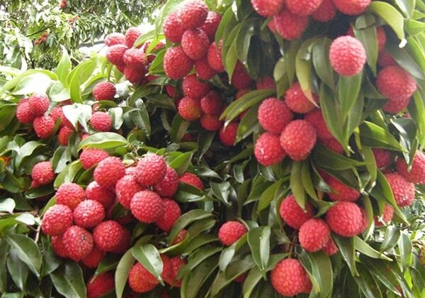 Xây dựng các “tuyến đường xanh” - giải pháp thiết thực hỗ trợ nông dân trong đại dịch Covid-19