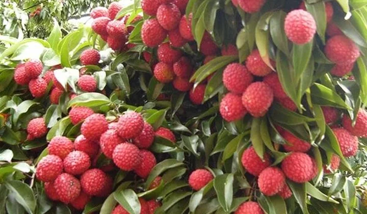 Xây dựng các “tuyến đường xanh” - giải pháp thiết thực hỗ trợ nông dân trong đại dịch Covid-19