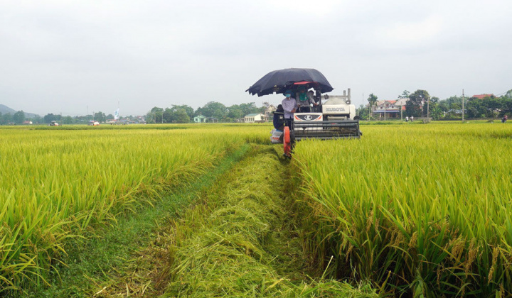 Thái Nguyên: Vui mùa bội thu