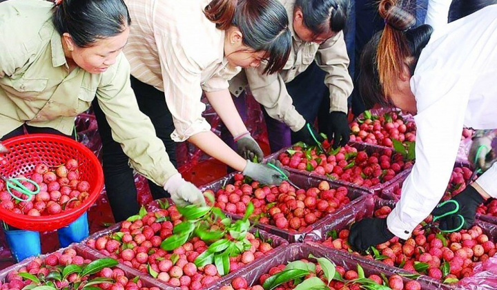 Ngành Nông nghiệp: Gắn sản xuất với thị trường