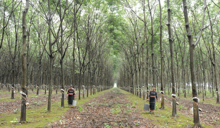 Công ty TNHH MTV Cao Su Mang Yang : Dòng chảy mùa dịch