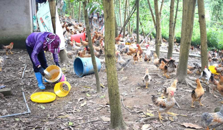 Đầm Hà (Quảng Ninh):  Vững đà phát triển trong trạng thái bình thường mới