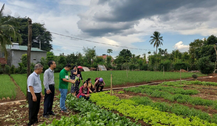 Đắk Lắk: Hội nông dân "Phát triển mô hình tổ hợp tác trồng rau VietGap"