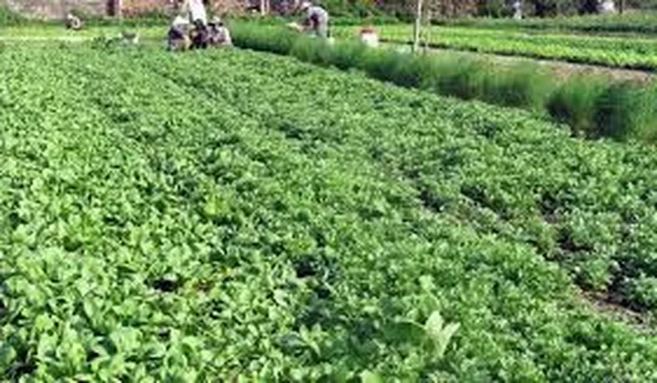 Lâm Đồng khẳng định sẽ là hậu phương vững chắc sát cánh cùng TP.HCM