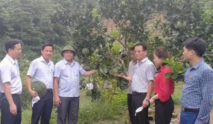 Lào Cai: Phó Chủ tịch UBND tỉnh kiểm tra tình hình sản xuất nông, lâm nghiệp tại huyện Bảo Yên