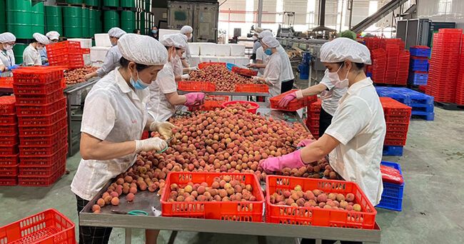 Mùa vải lịch sử và kỳ tích từ tâm dịch Bắc Giang