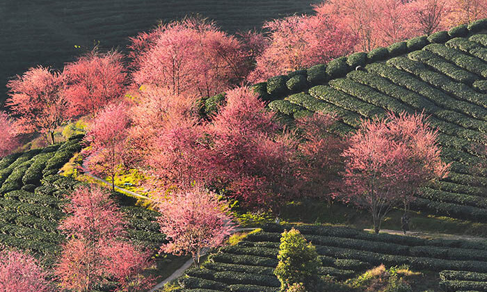 Lào Cai: Kinh tế nông nghiệp phát triển, tốc độ tăng trưởng luôn đạt ở mức cao