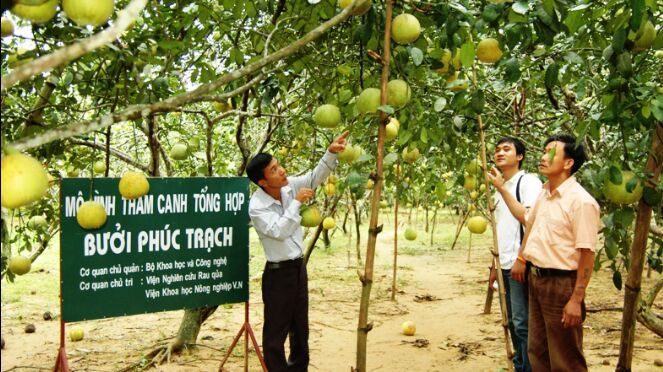 Nỗ lực mở lối tiêu thụ bưởi Phúc Trạch