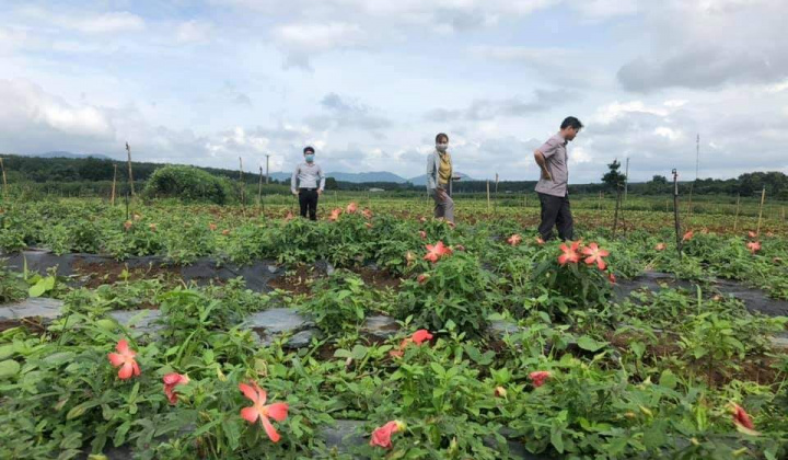 Mười năm áp dụng Luật HTX mới và vượt qua bão dịch