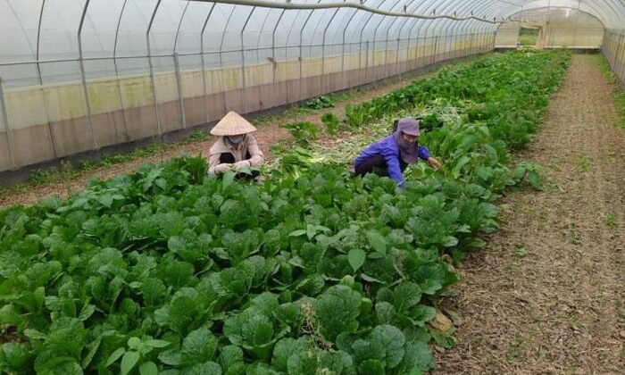 Nhân lên những ‘vùng xanh’ nông nghiệp Thủ đô