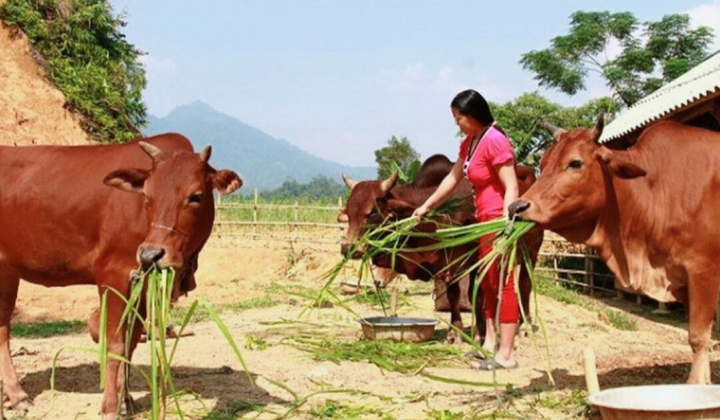 Huyện Lang Chánh: Đề án phát triển chăn nuôi gia súc, gia cầm giai đoạn 2021-2025