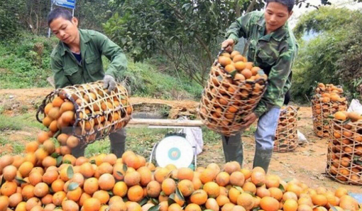 HTX khó khăn vì dịch Covid-19 (Bài 1): Đối mặt với thiên tai, dịch bệnh