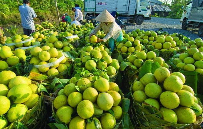 Hàng trăm nghìn tấn rau, cá, lợn, gà của các tỉnh phía Nam cần "cứu" đầu ra