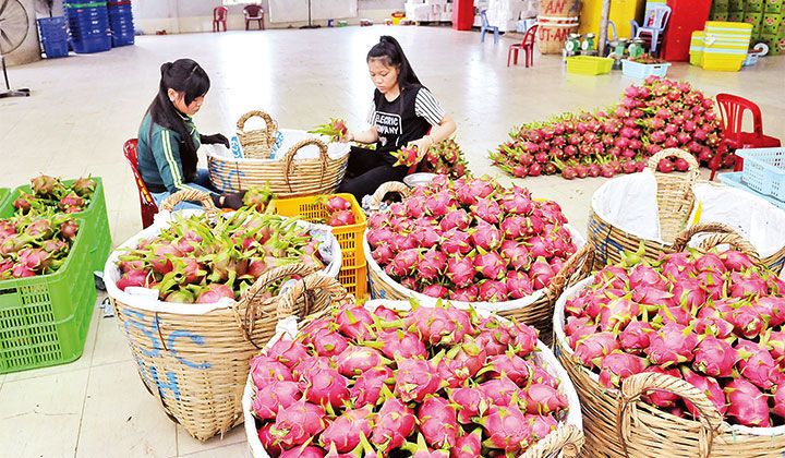 Phát triển bền vững đất “chín rồng”