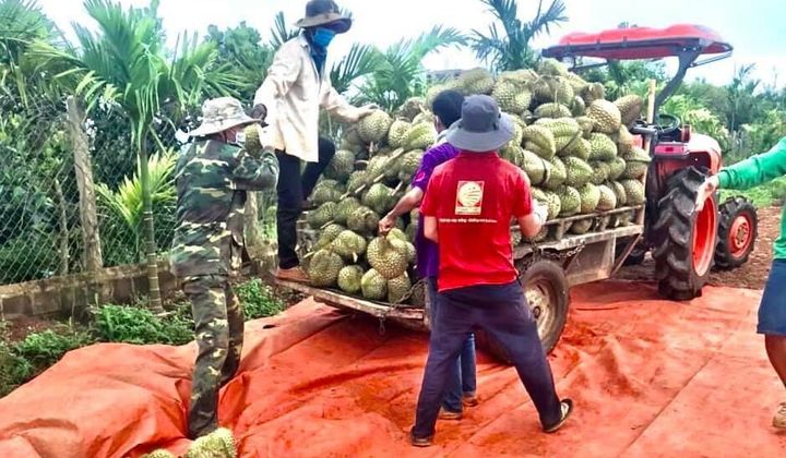 Đắk Lắk: Chỉ đạo sát sao về việc sản xuất, tiêu thụ sầu riêng, bơ trên địa bàn tỉnh