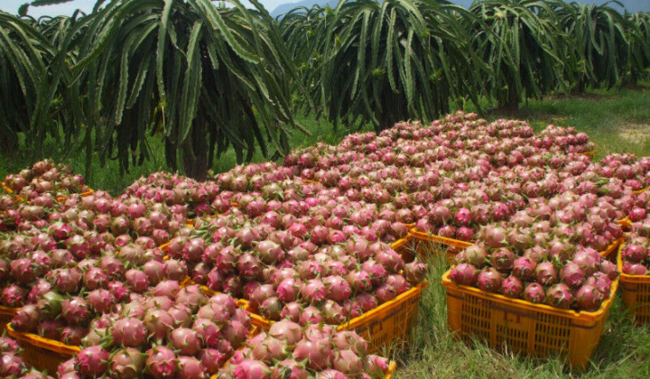 Hỗ trợ kết nối đầu ra cho nông sản đến vụ thu hoạch