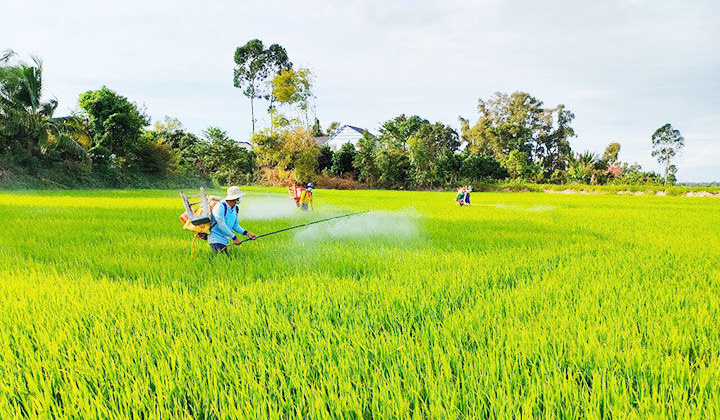 Khôi phục sản xuất ở vùng nông nghiệp trọng điểm