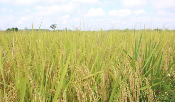 TP Đà Nẵng: Các địa phương đang khẩn trương thu hoạch lúa sớm theo phương châm “xanh nhà hơn già đồng”