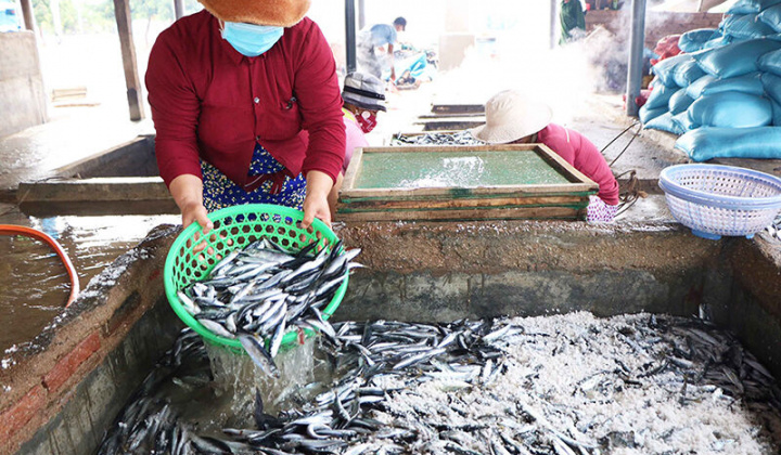 Nhộn nhịp nghề hấp cá ở Ninh Thuận