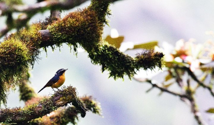 Gia Lai: Hấp dẫn khu dự trữ sinh quyển thế giới Kon Hà Nừng 