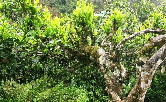 Chè Shan tuyết - Món quà tinh túy từ thiên nhiên