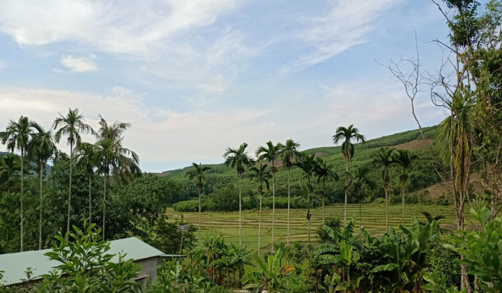 Muôn nẻo đường Cau 